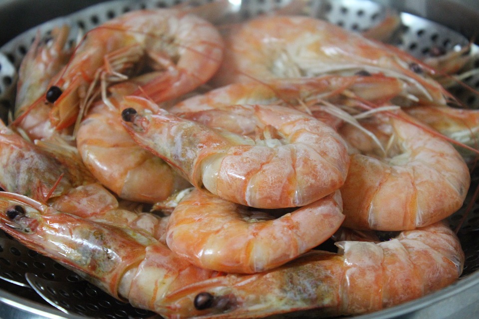 obx shrimp